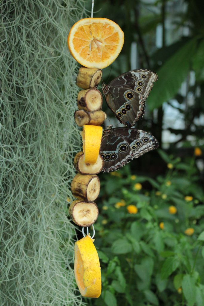 #Palmengarten #Schmetterlinge