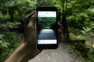 Pflanzen bestimmen per App und Smartphone