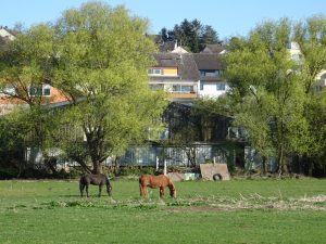 Pferde in Berkersheim / Foto: Karola Neder