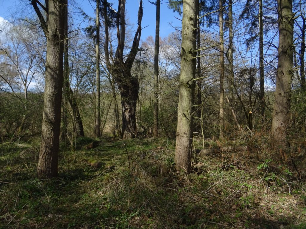 #EnkheimerWald