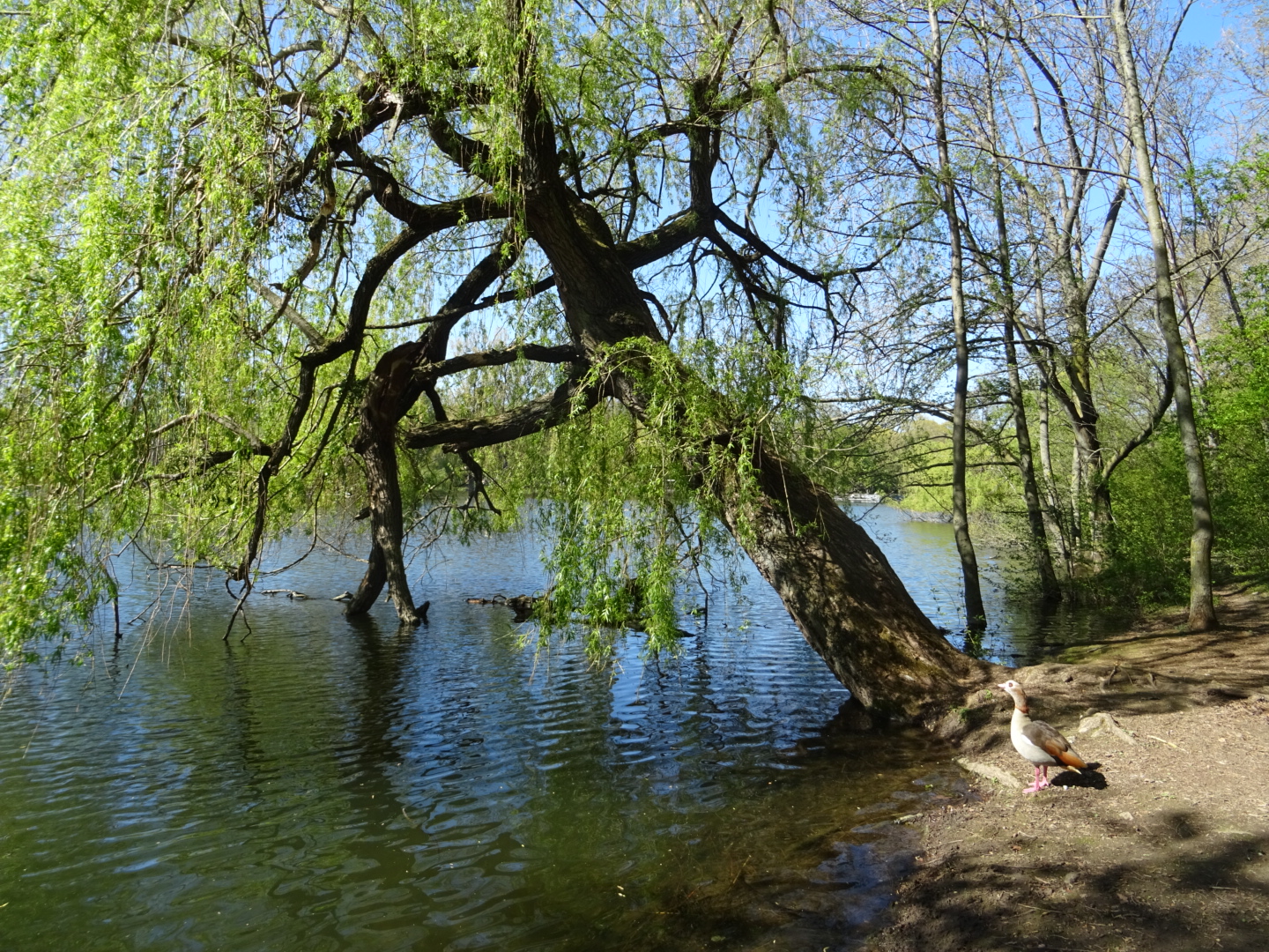 Weiher im Ostpark/ Foto: Karola Neder