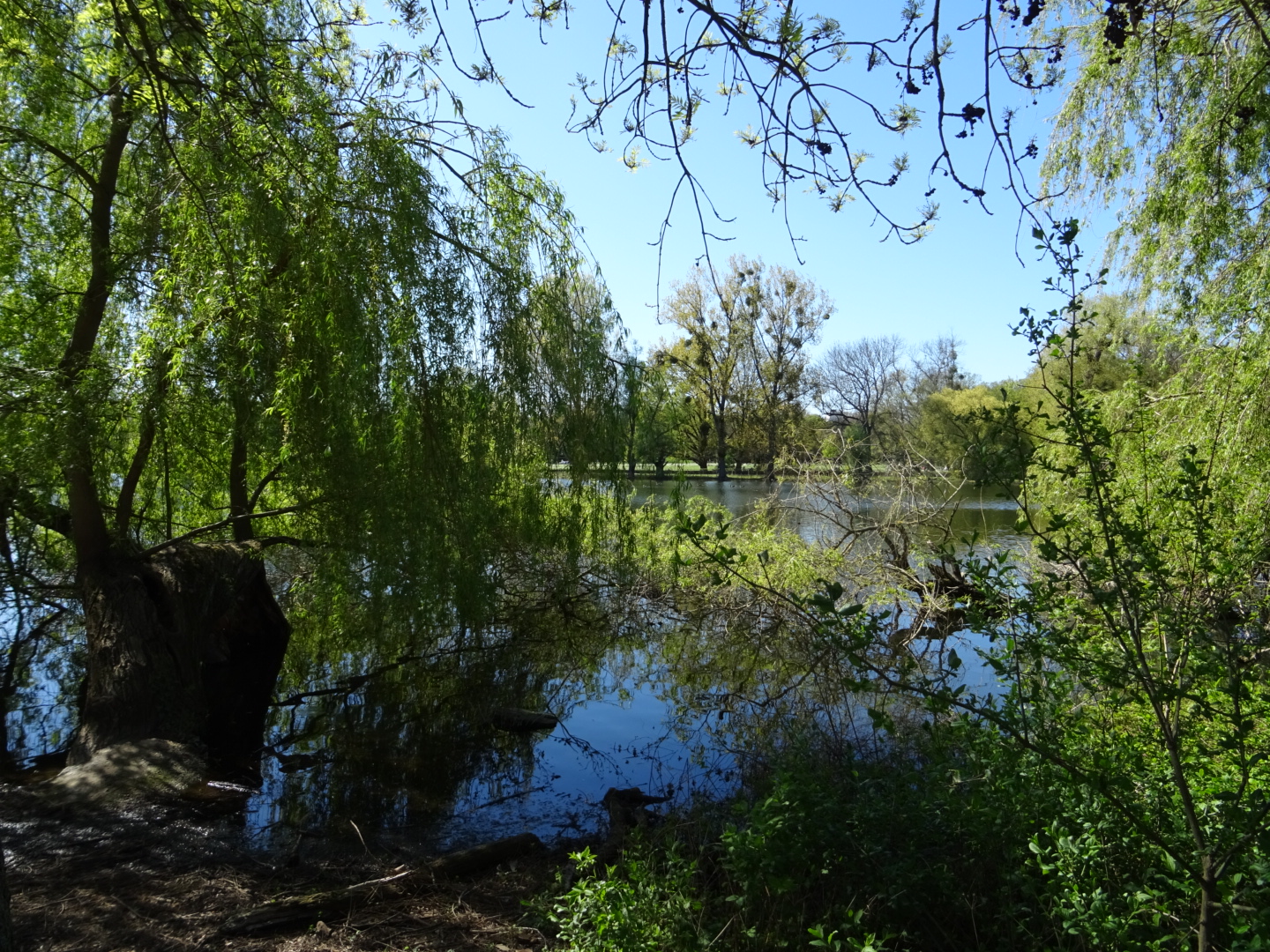 Weiher im Ostpark/ Foto: Karola Neder