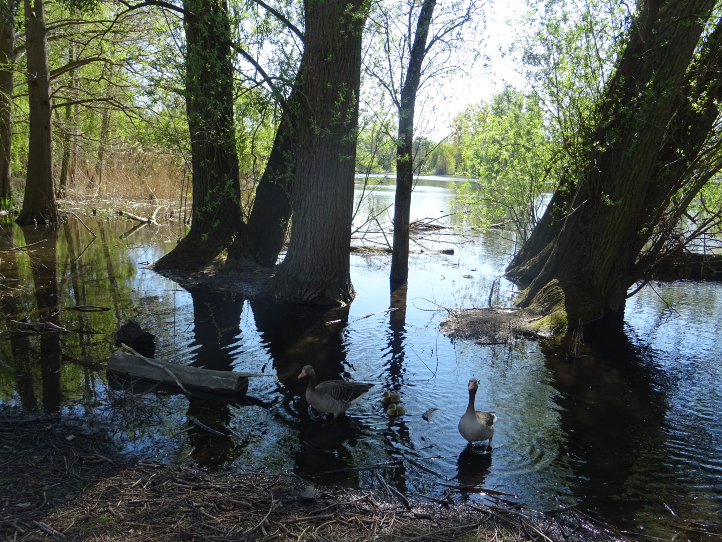 Weiher im Ostpark/ Foto: Karola Neder
