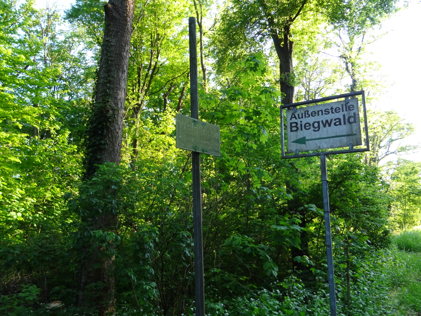 Biegwald in Bockenheim/ Foto: Karola Neder