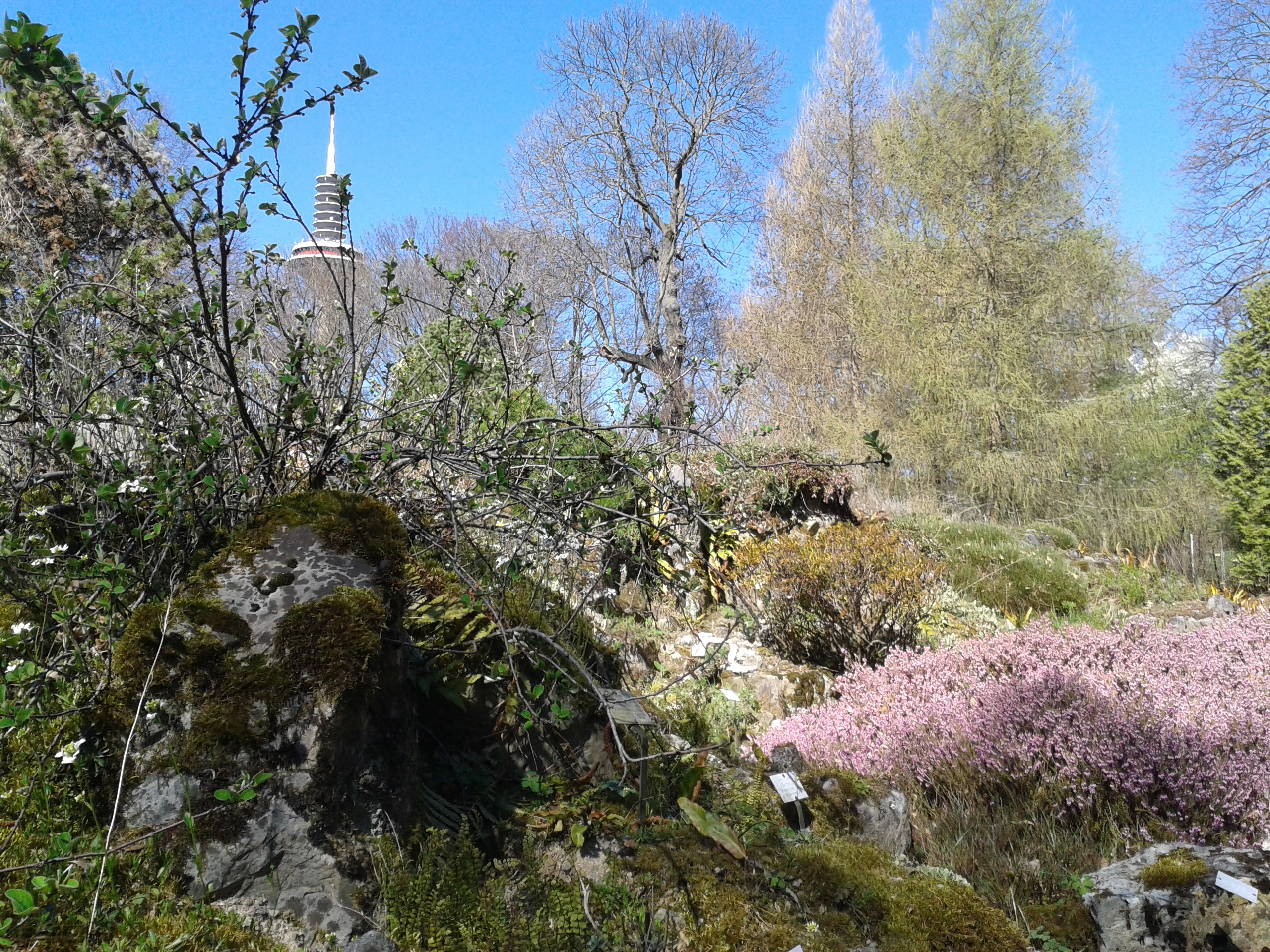 Frühlingszauber im Botanischen Garten/ Foto: Karola Neder