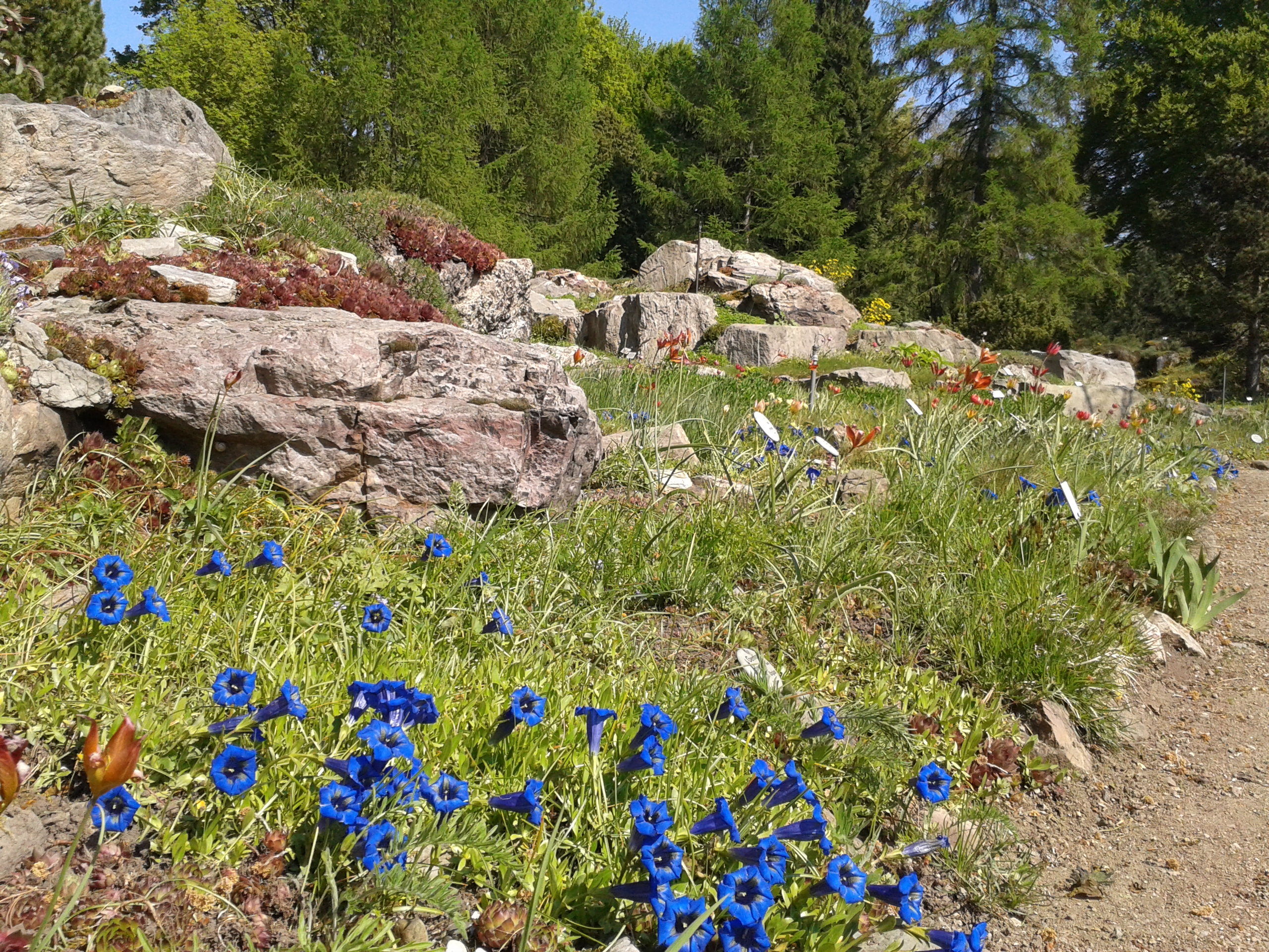 Alpinum im Botanischen Garten/ Foto: Karola Neder