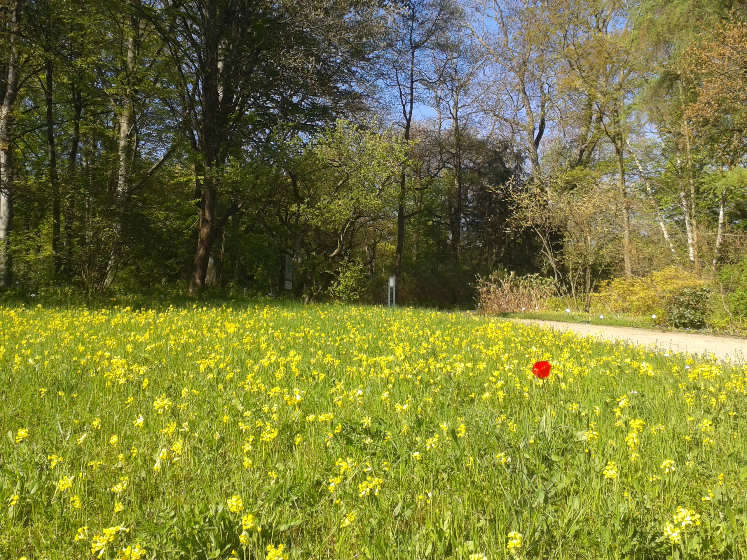 Frühlingswiese im Botanischen Garten/ Foto: Karola Neder