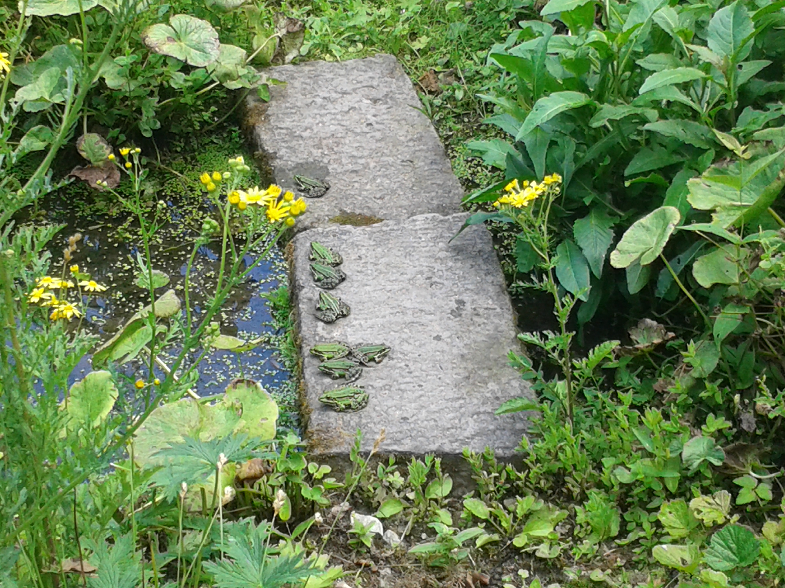 Botanischer Garten, Frösche/ Foto: Karola Neder
