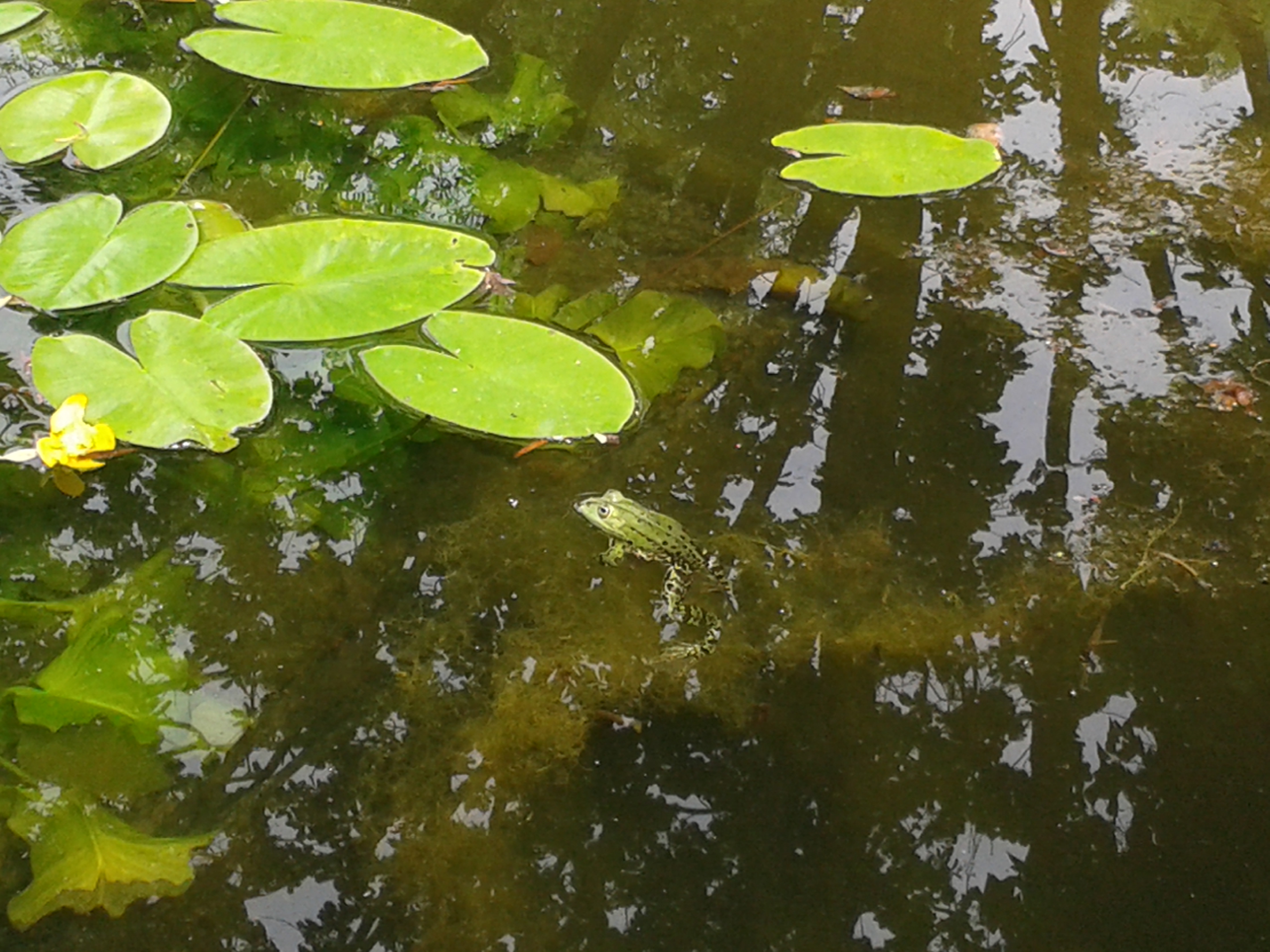 Botanischer Garten, Frösche/ Foto: Karola Neder