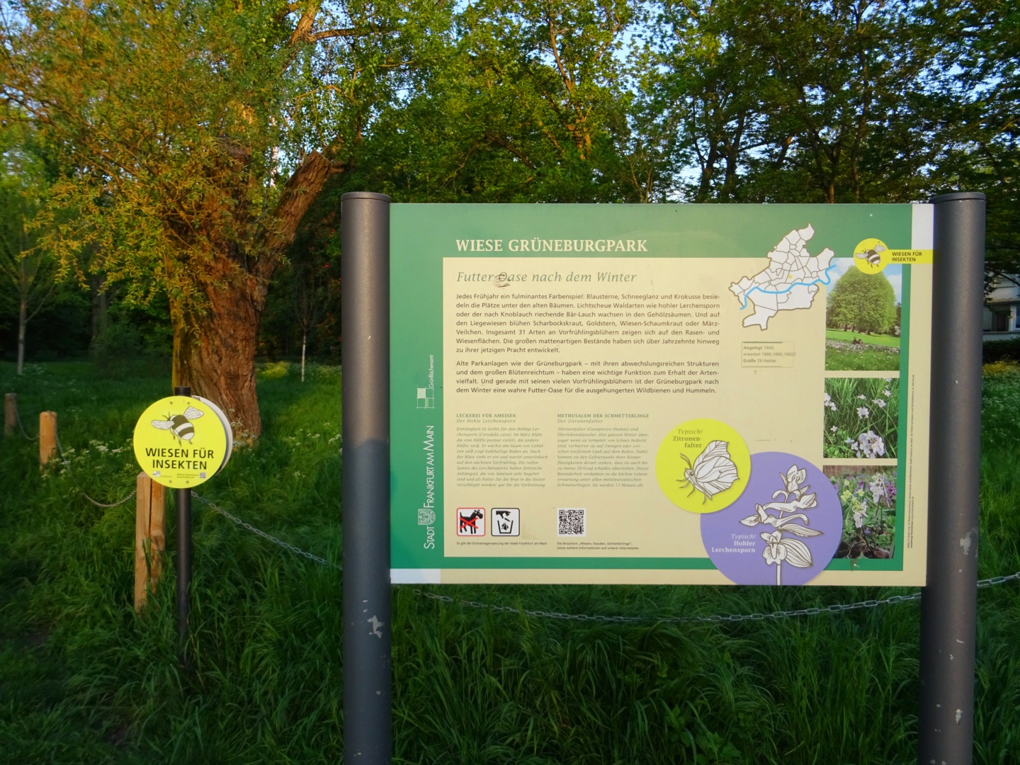 Wiesen für Insekten im Grüneburgpark/ Foto: Karola Neder