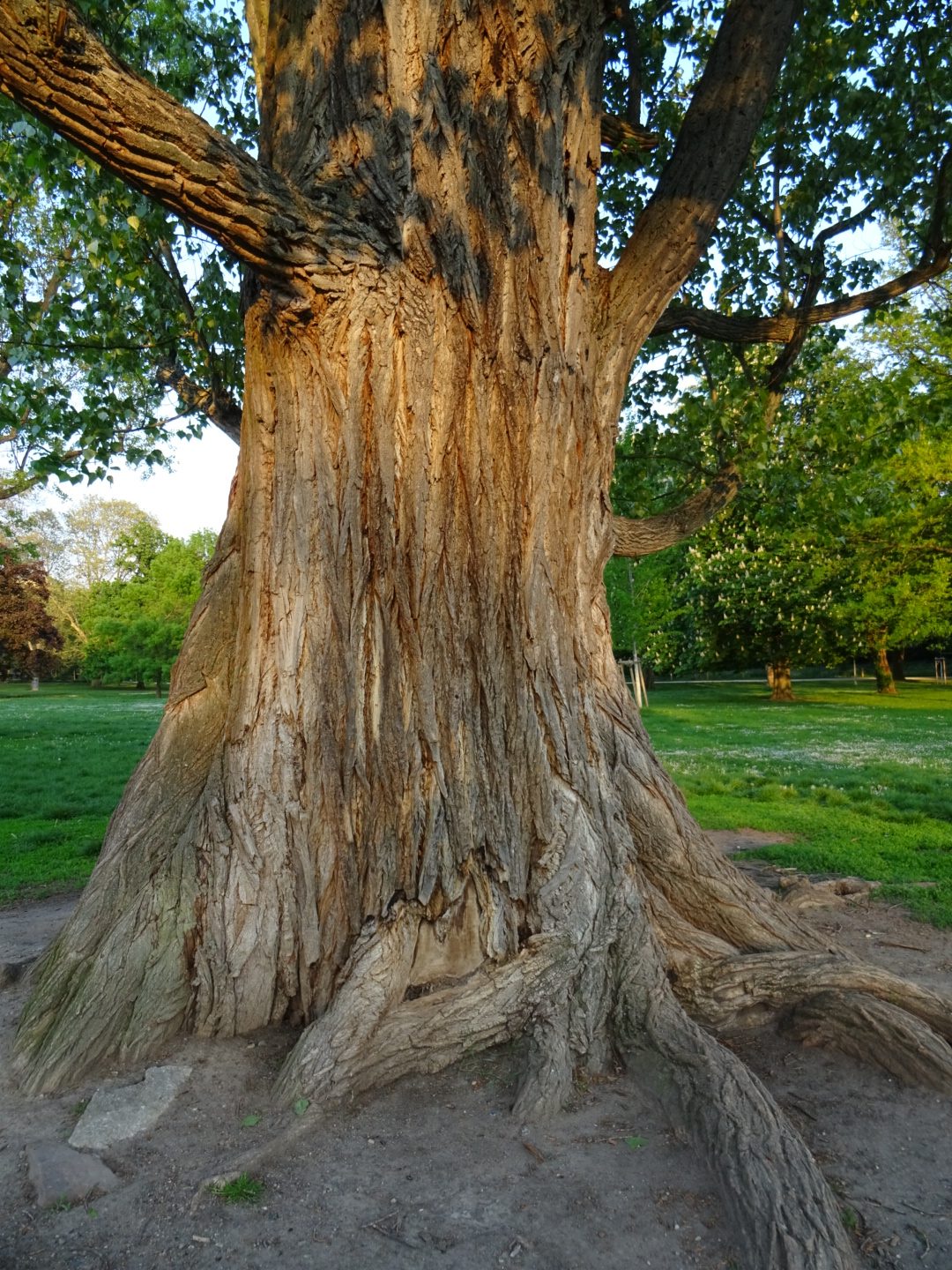 Grüneburgpark, Schwarzpappel, Foto: Karola Neder