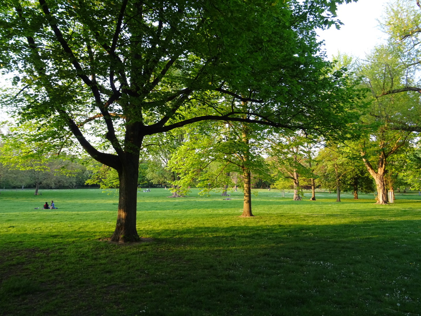Frankfurt Westend - Liegewiese im Grüneburgpark/ Foto: Karola Neder