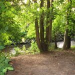 Wald in Nieder-Eschbach/ Foto: Karola Neder