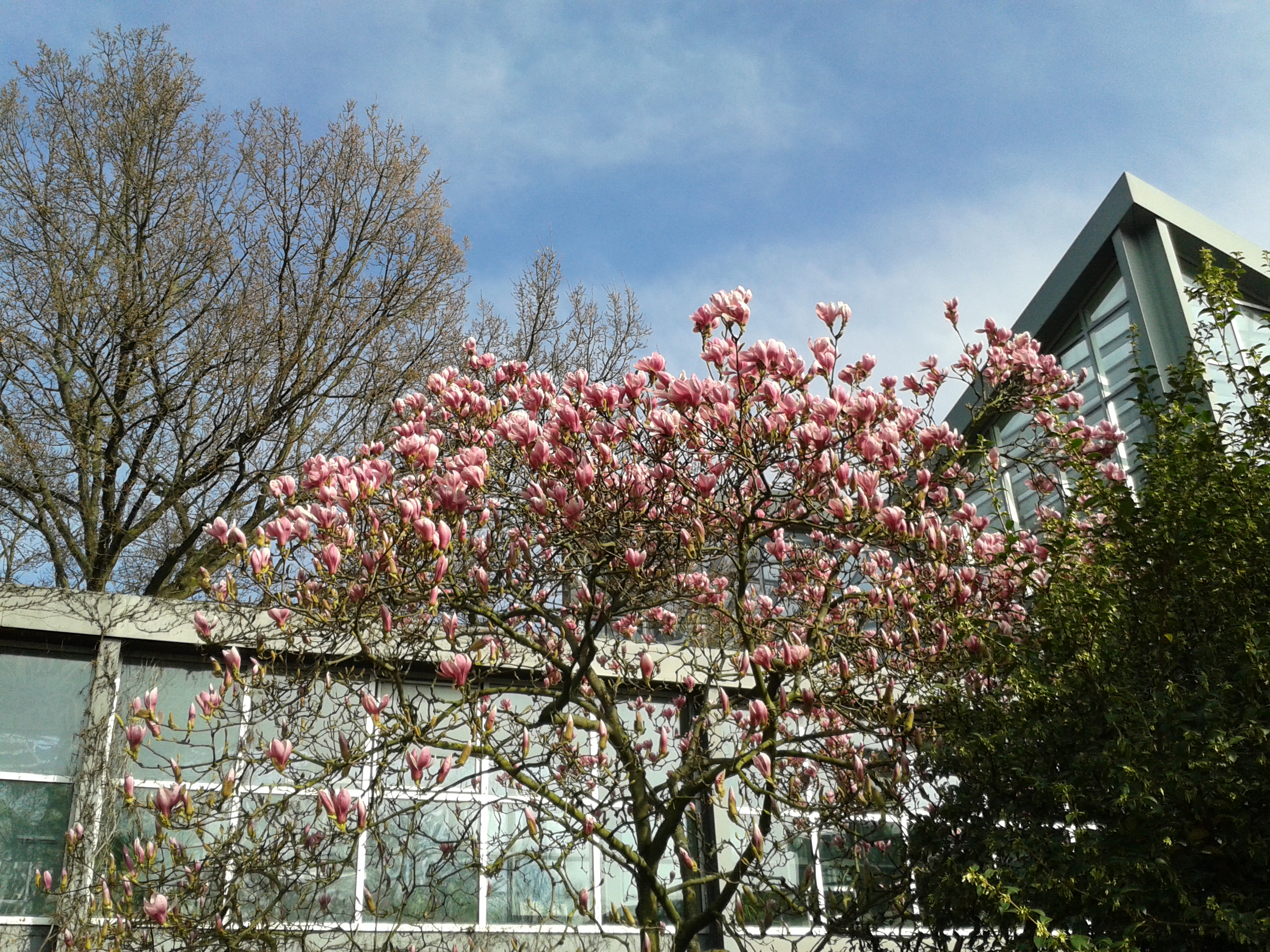 Palmengarten, Magnolienblüte vor dem Tropicarium/ Foto: Karola Neder