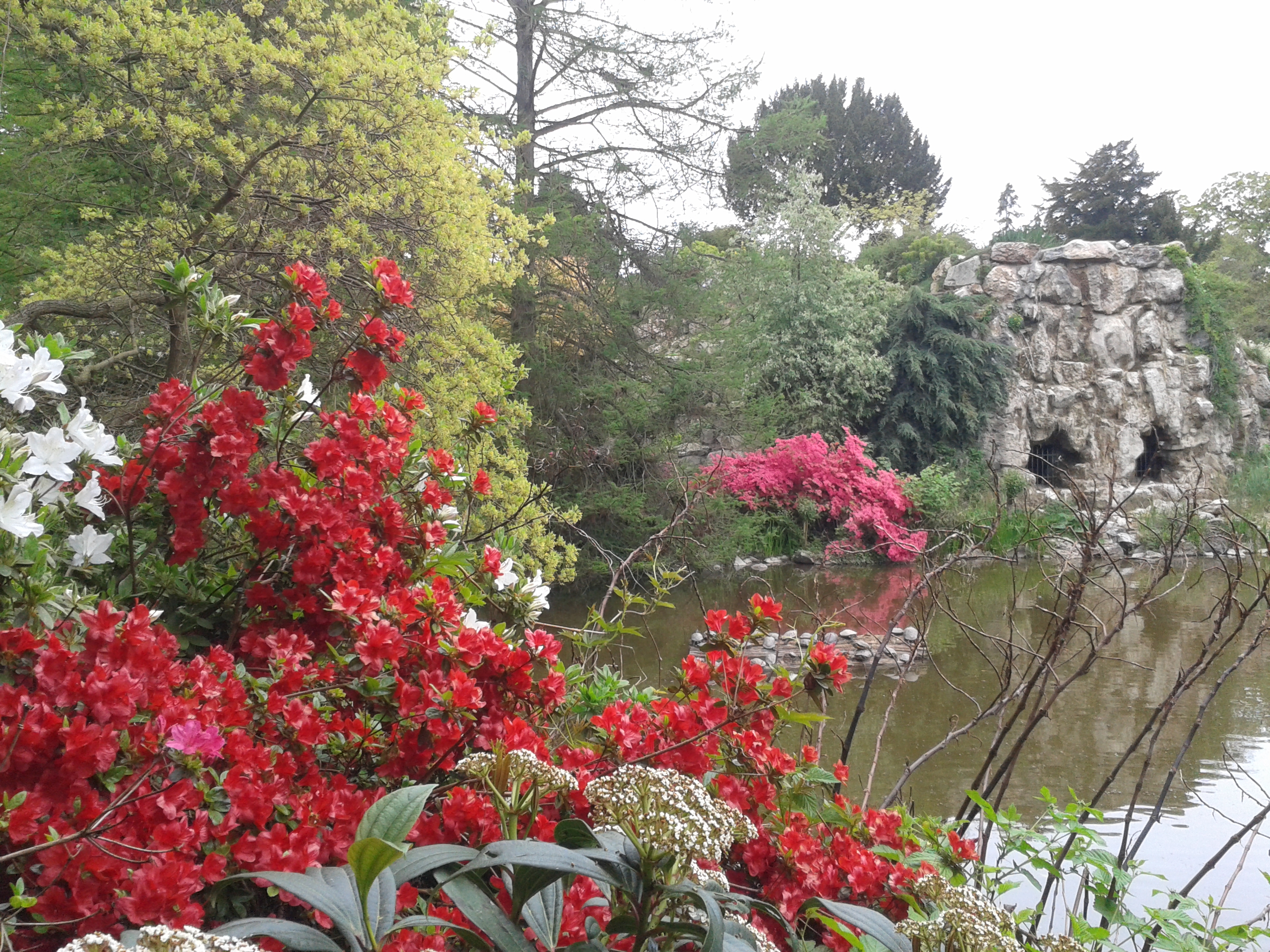 Rhododendronblüte im Palmengarten/ Foto: Karola Neder
