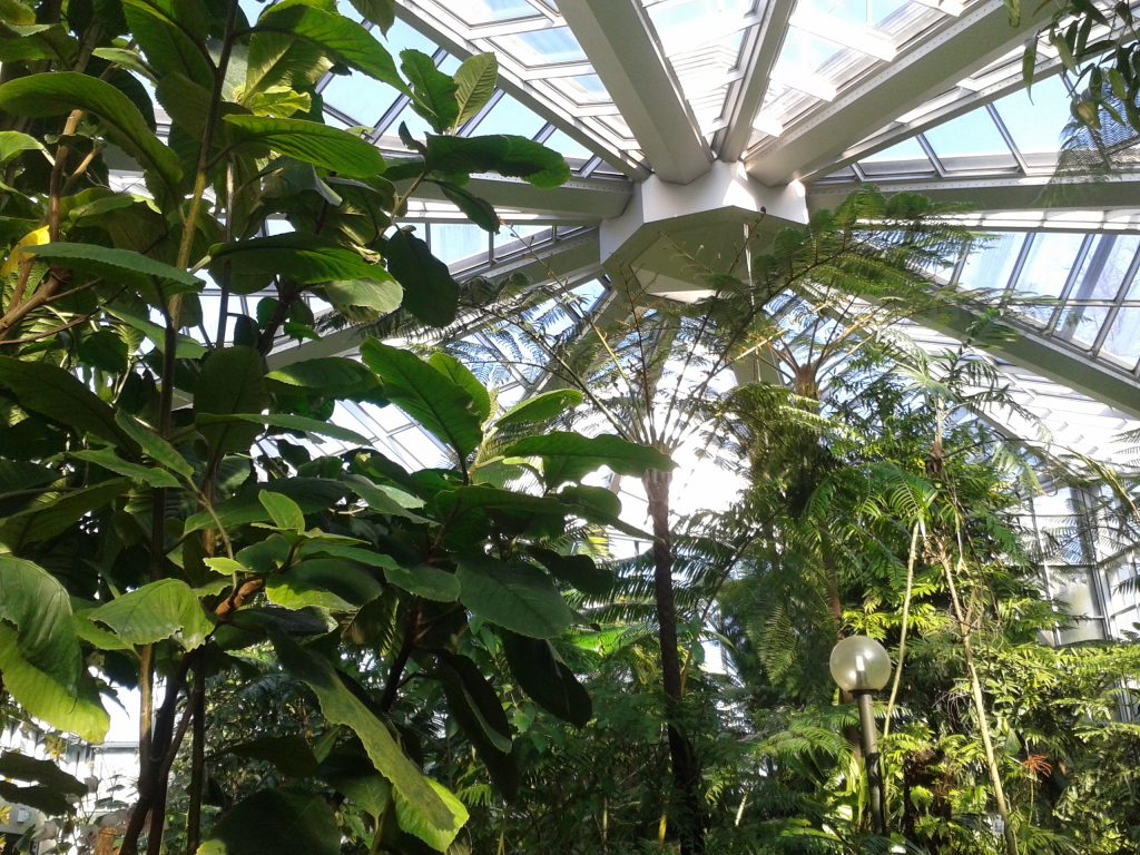 Allgemeine Führung im Palmengarten