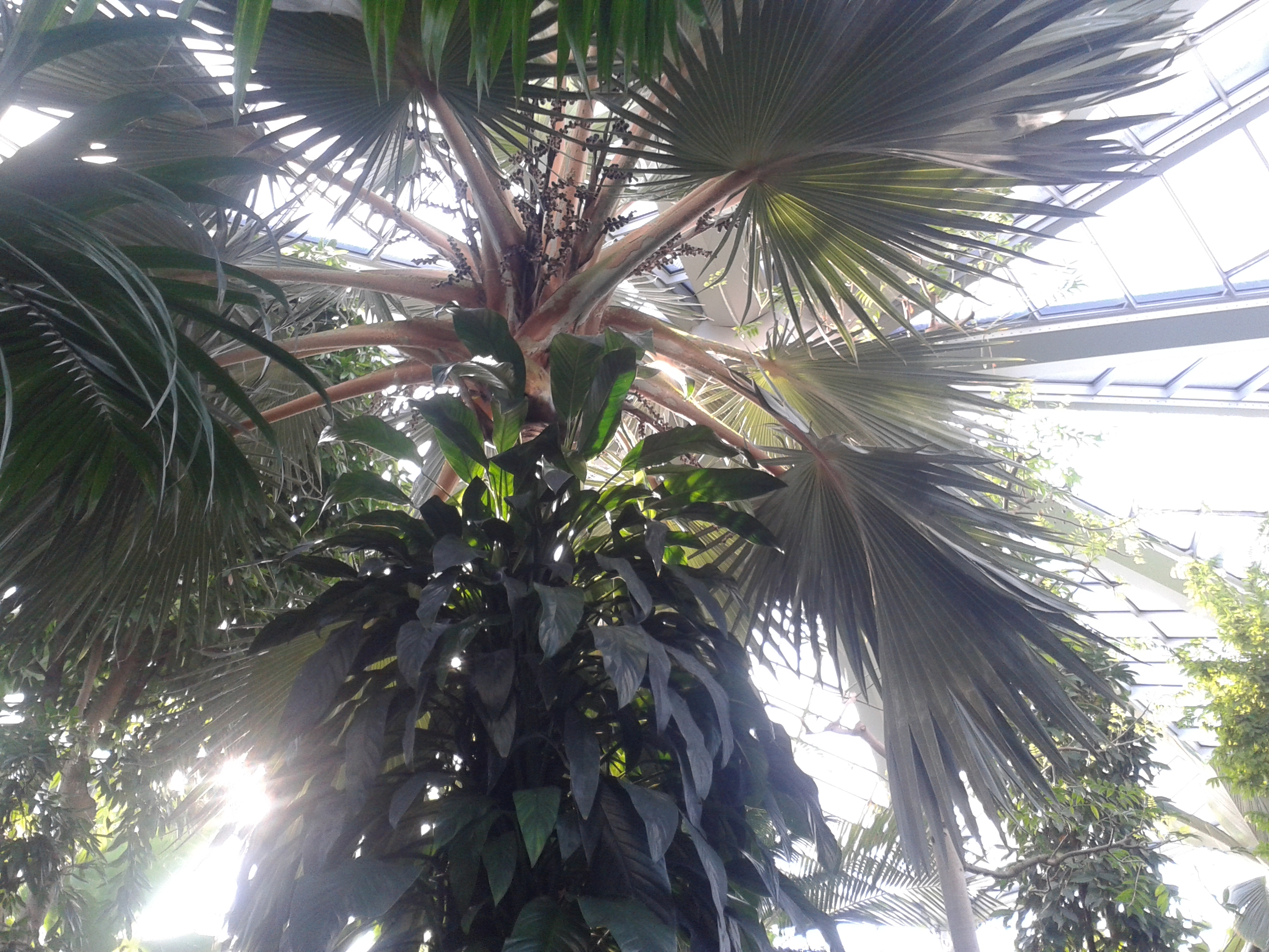 Palmengarten/ Foto: Karola Neder