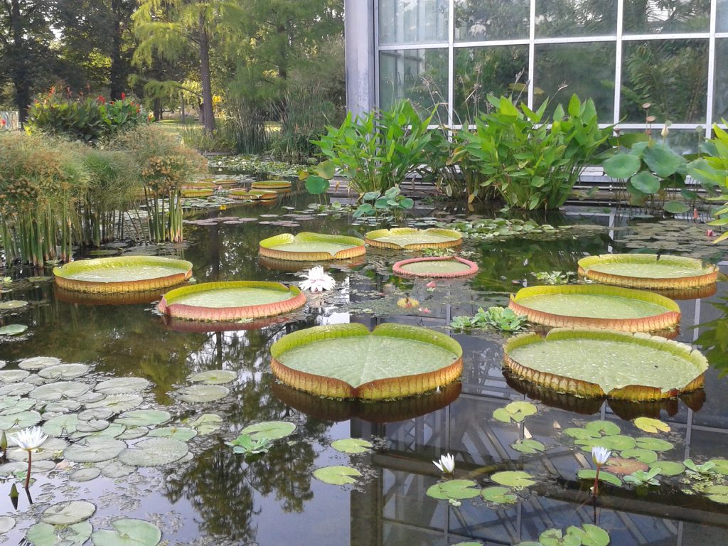 #Seerosenteich #Palmengarten