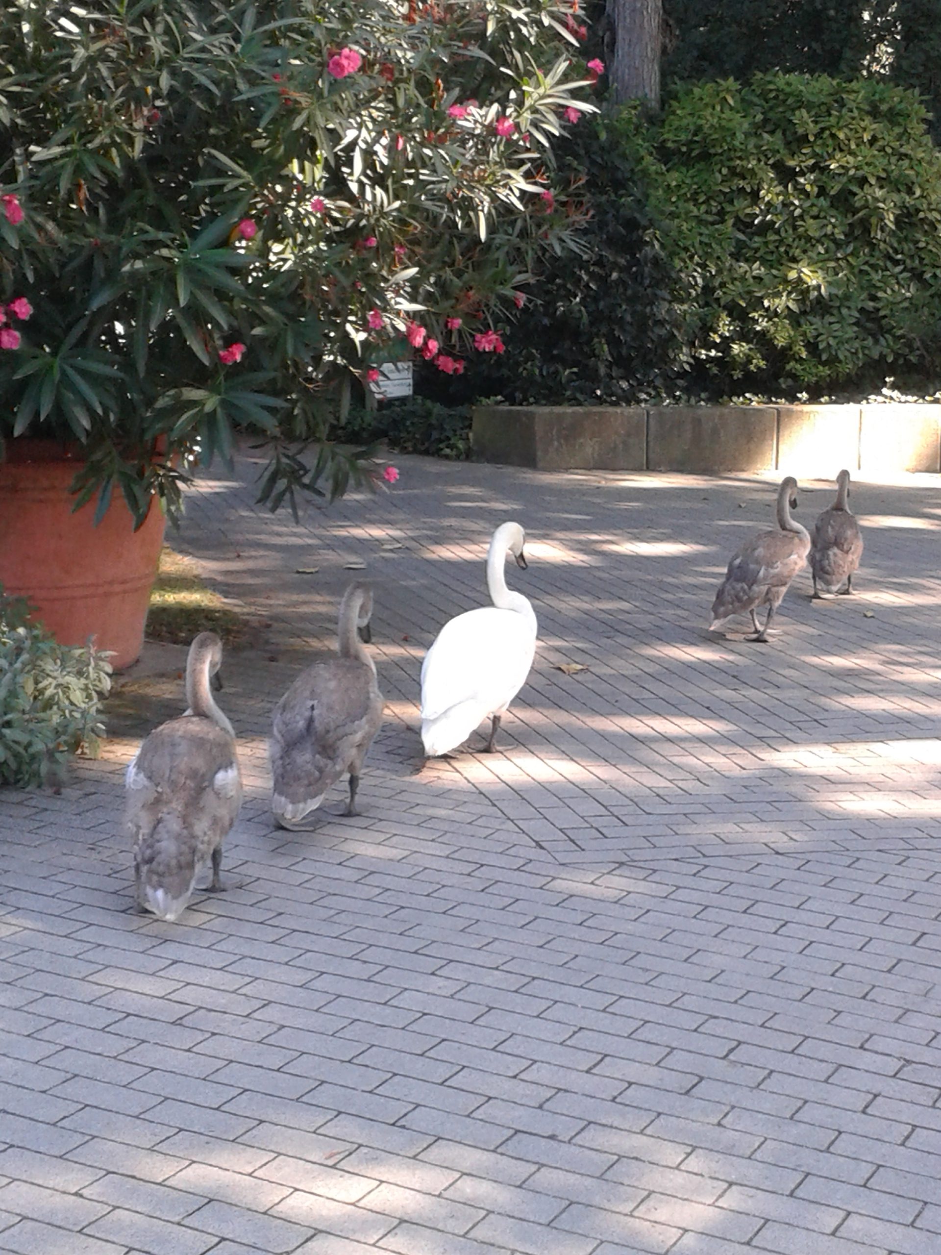 Schwäne im Palmengarten/ Foto: Karola Neder