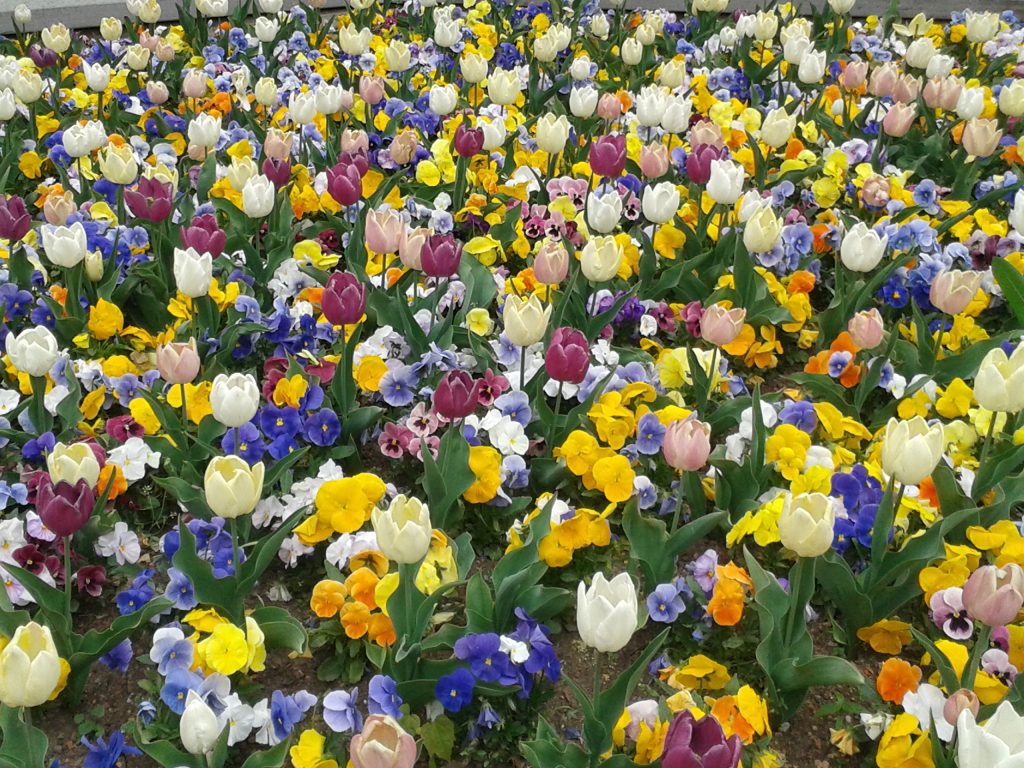 #Palmengarten #Tulpen #Blumen #Stiefmütterchen #Frühling