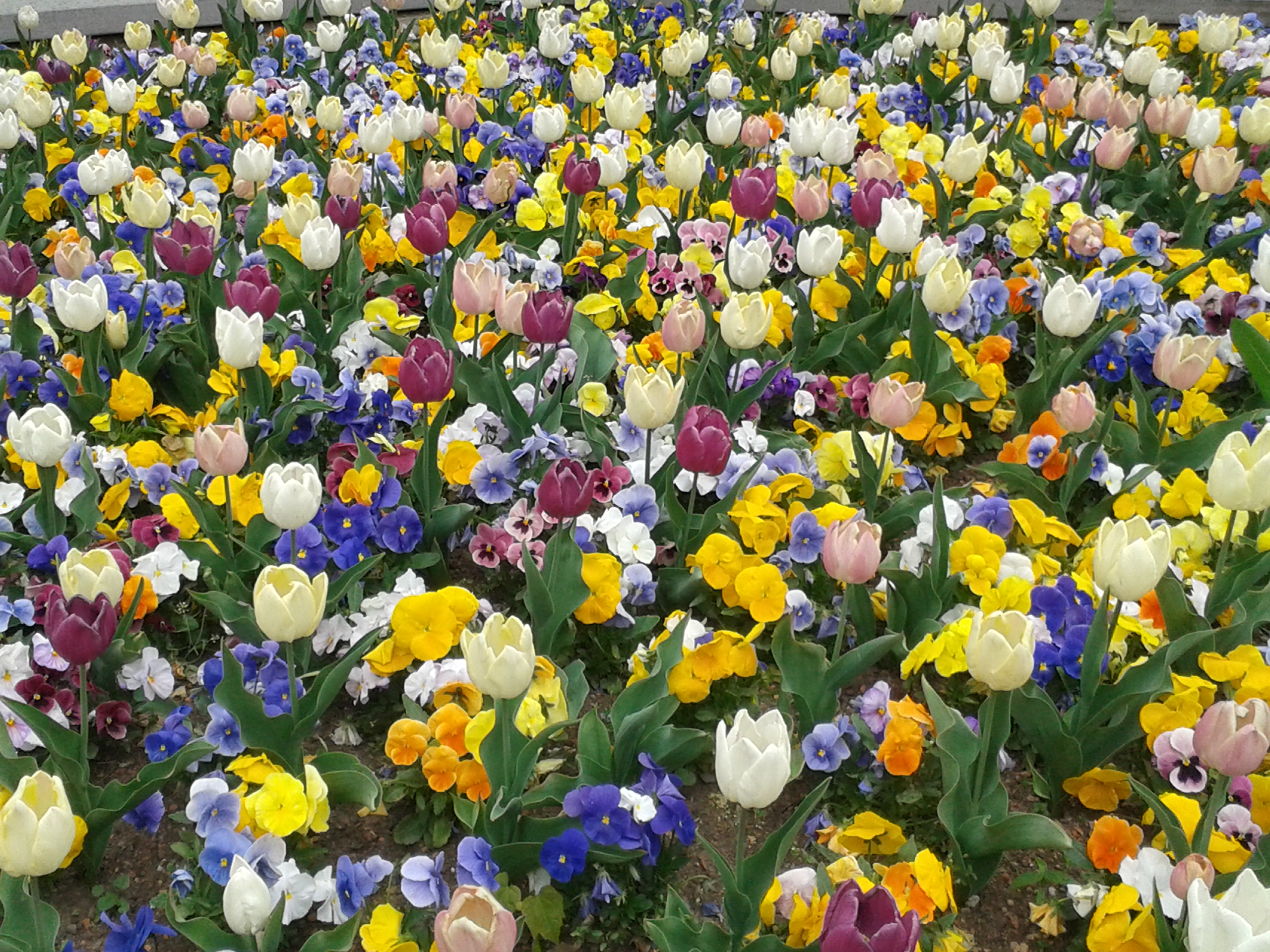 Frühlingsblumen im Palmengarten/ Foto: Karola Neder