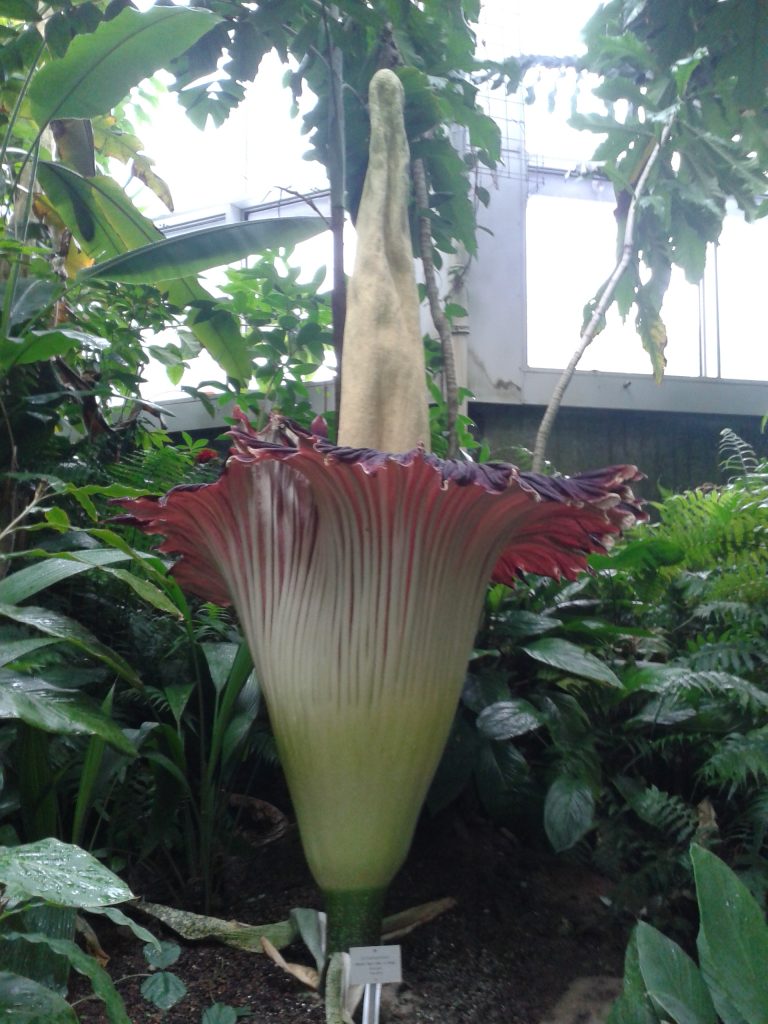 #Titanwurz #Tropicarium #Palmengarten