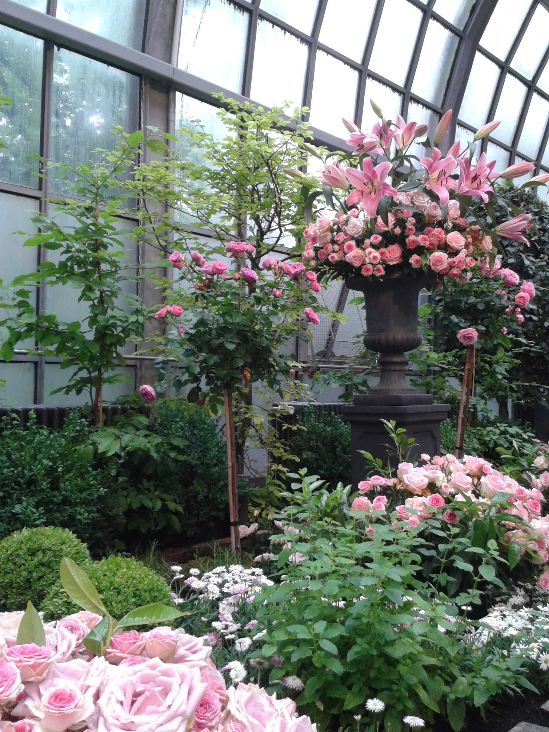 Rosenausstellung im Palmengarten/ Foto: Karola Neder