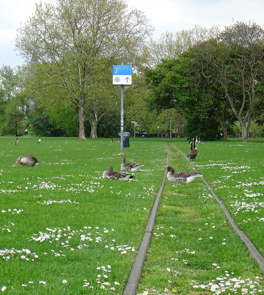 Frankfurter Feldbahn im Rebstockpark/ Foto: Karola Neder