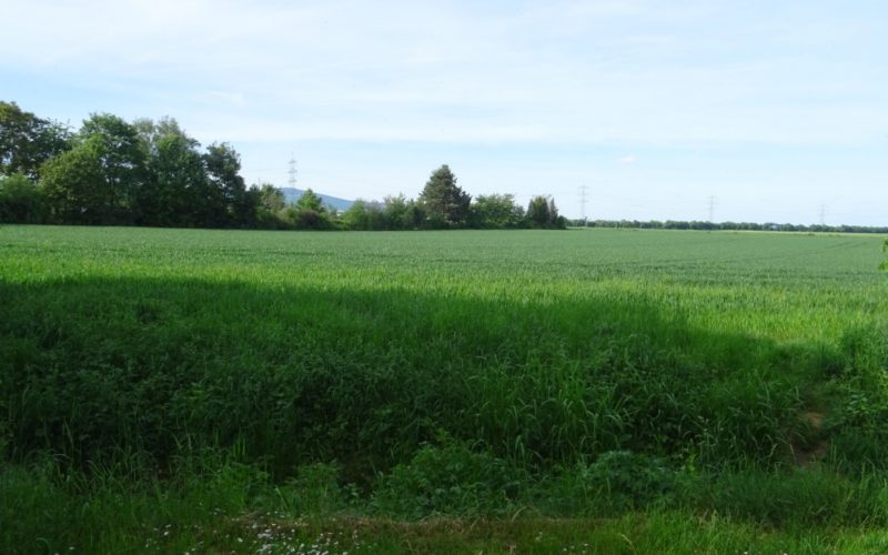 Grünes Frankfurt: Zeilsheim