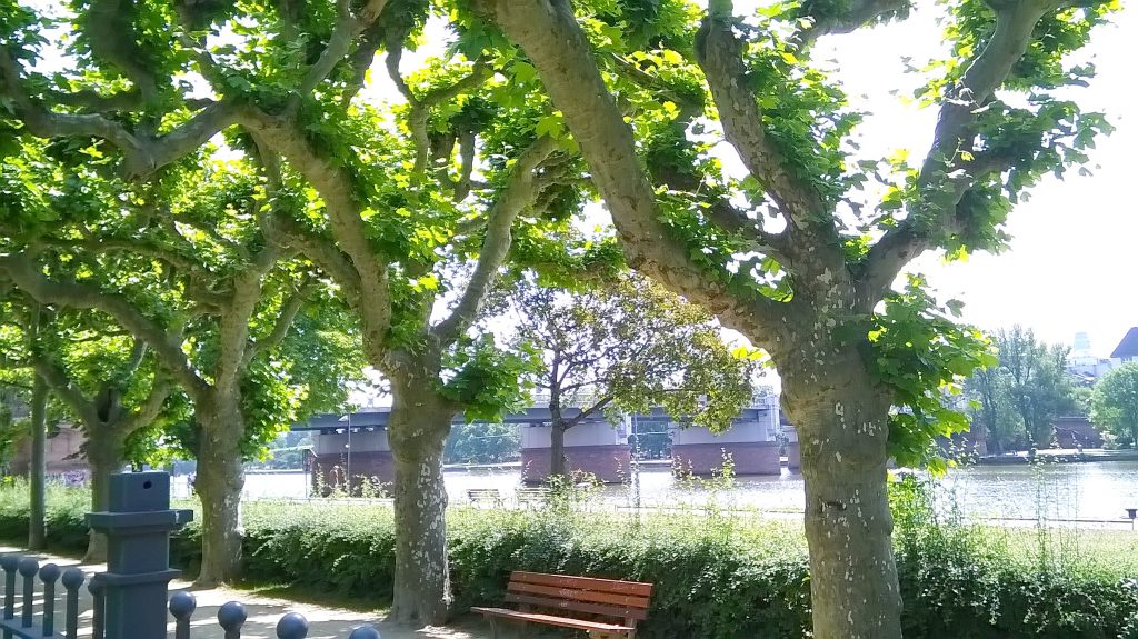 #Grünanlage #Frankfurt #MainNizza #Untermainkai #Altstadt #Innenstadt #Bahnhofsviertel #Gutleutviertel