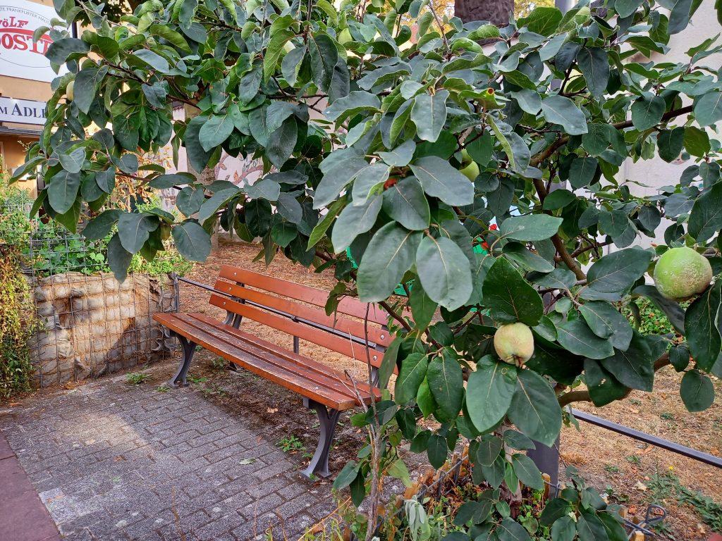 Quitten im Kirchplatzgärtchen