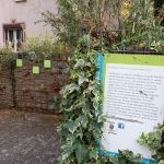 Ginnheimer Kirchplatzgärtchen, Foto: Karola Neder
