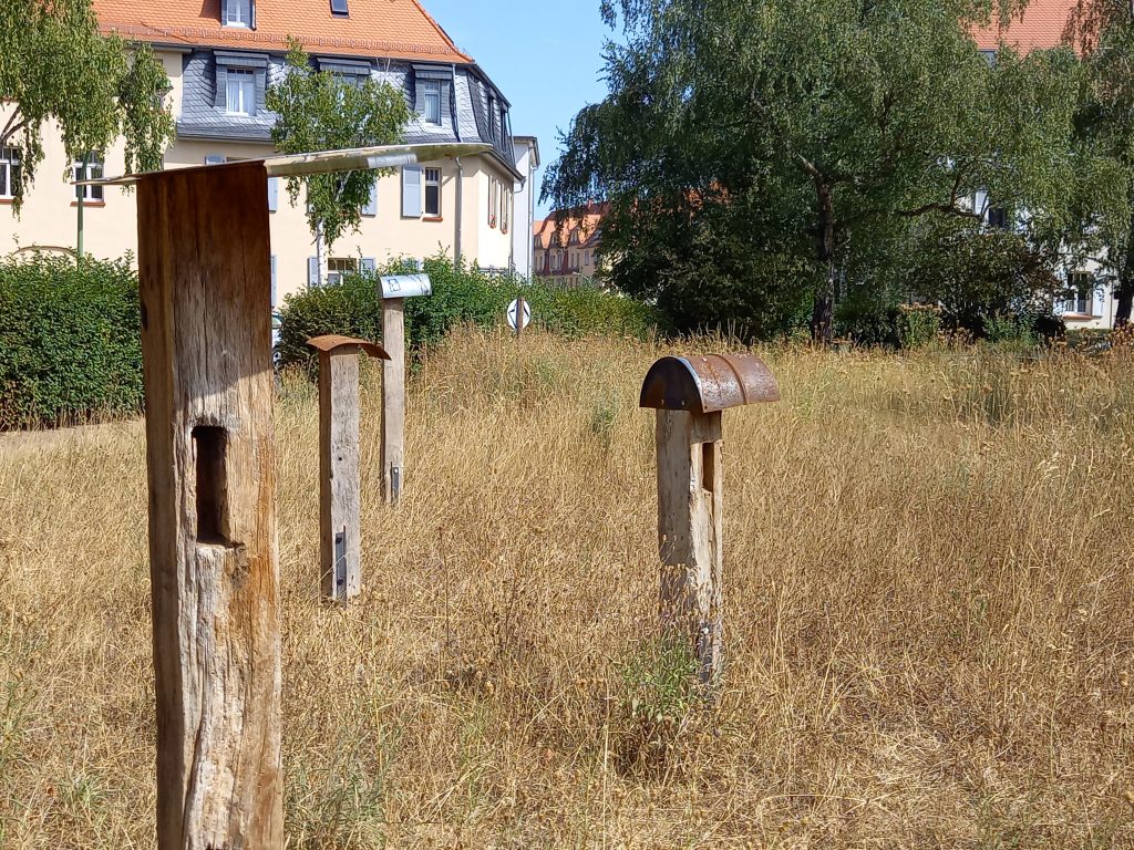 Wiesen für Insekten auf dem Johanna-Tesch-Platz/ Foto: Karola Neder
