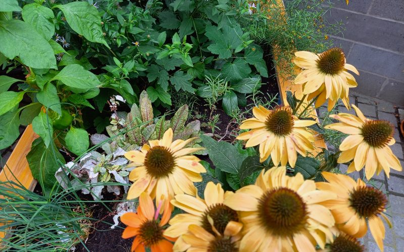 Urban Gardening in der Altstadt