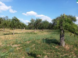 #UrbanGardening #Streuobstwiese #IGS #Eschersheim #Eschersheimer Feld