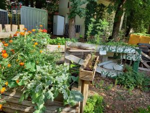 Urban Gardening nach den Prinzipien der Permakultur/ Foto: Karola Neder