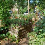 Tortuga Eschersheim, Urban Gardening/ Foto: Karola Neder