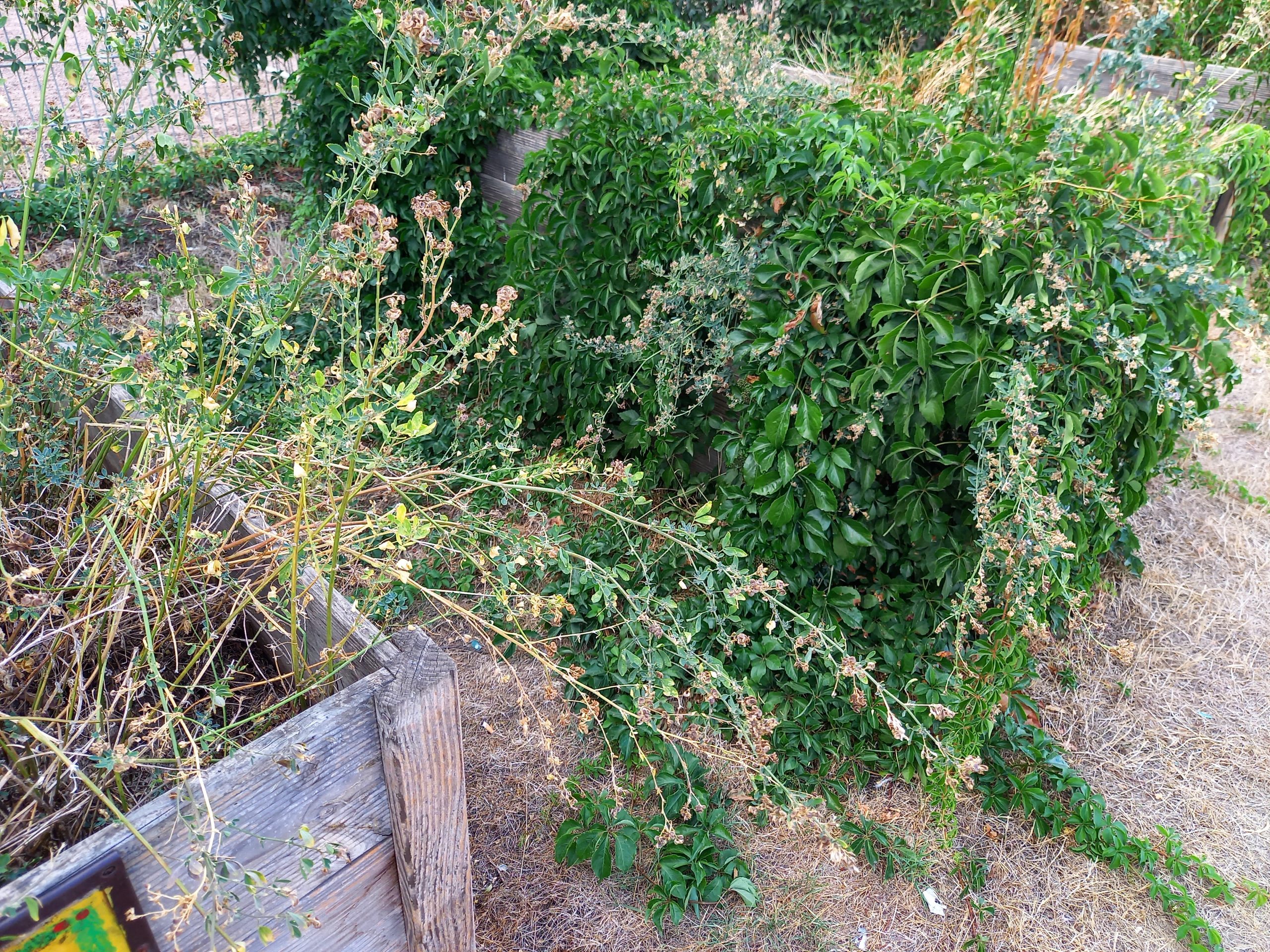 Urban Gardening in Fechenheim