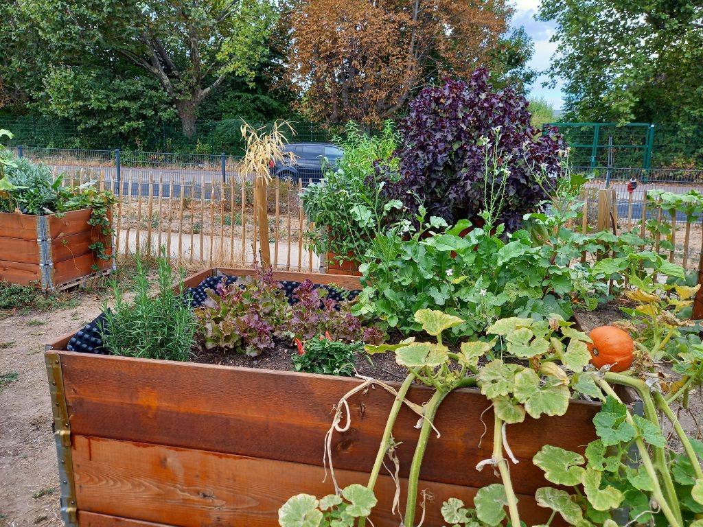 Urban Gardening Dornbusch, Hochbeete mit Gemüse