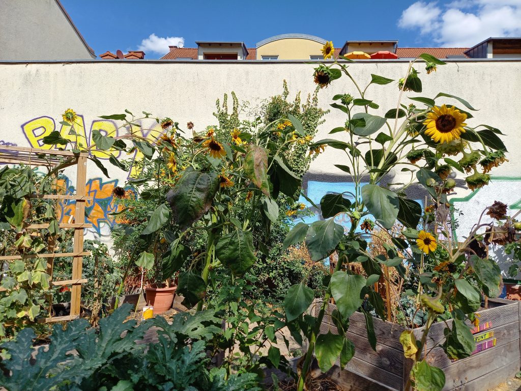 Urban Gardening in Bockenheim