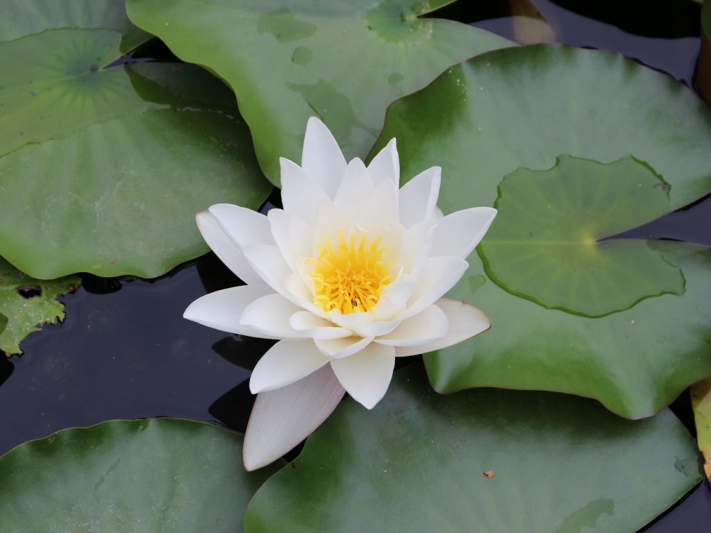 #BotanischerGarten