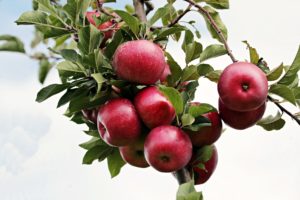 Rote Äpfel an einem Apfelbaumzweig hängend. Im Hintergrund weiße Wolken.