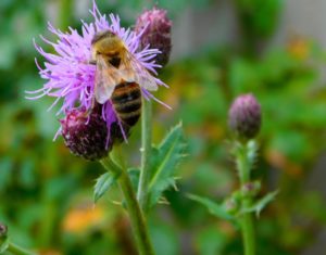 Biene auf der Blüte einer Distel