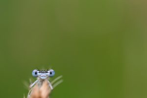 Libelle
