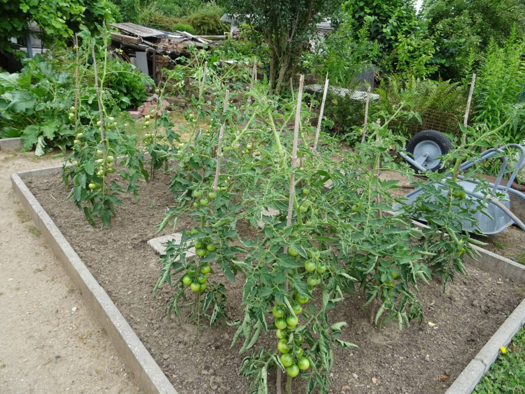 Tomatenanbau