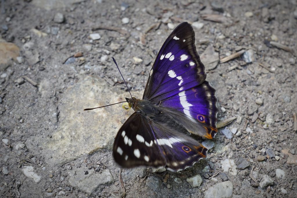 Steiniger grauer Boden, darauf ein Blau-Dunkelgrauer Großer Schillerfalter