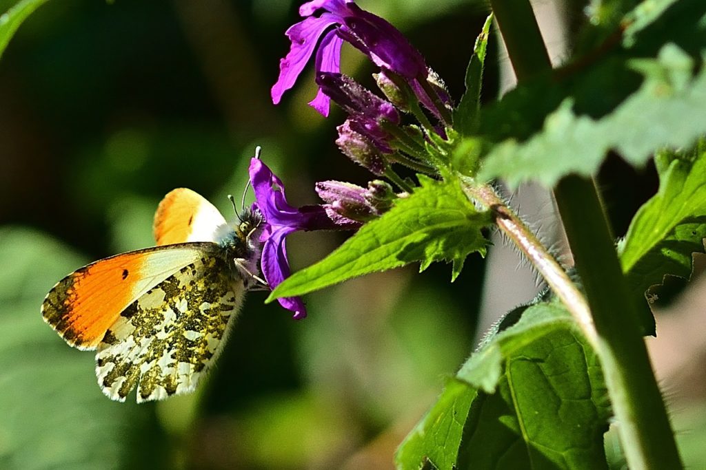 Teilansicht einer Wildpflanze mit purpunen Kelchblüten. Ein Aurorafalter besucht eine der Blüten.