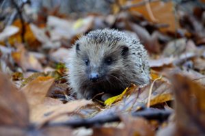 #Igel #Laub