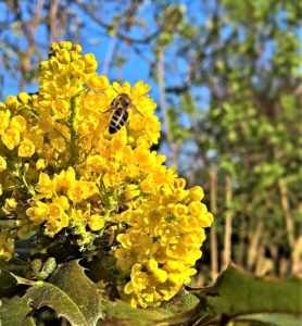 Gelb blühende Pflanze, deren kleine Blüten dicht beieinander stehen. Auf den Blütenbündeln ist eine Biene zu sehen. Im Hintergund sind Bäume.