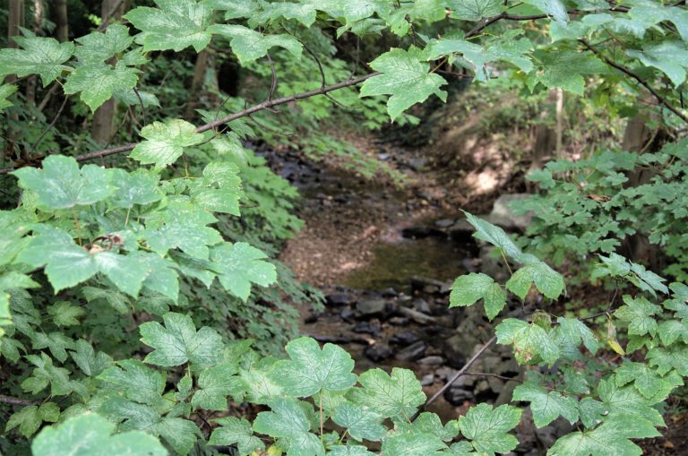 #Liederbach